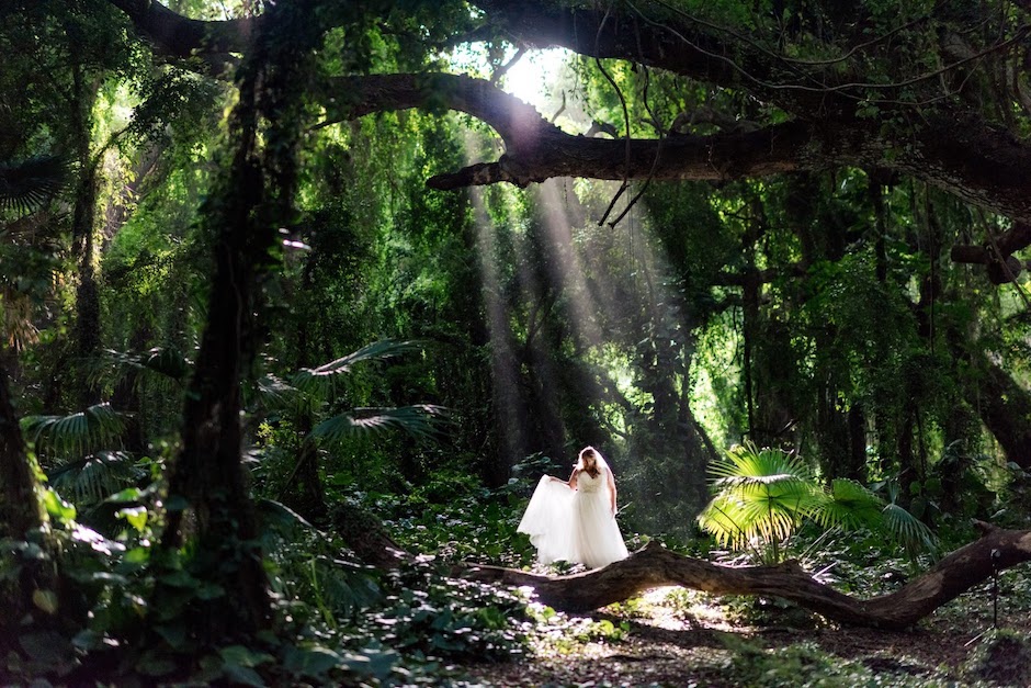 lens flare breaking through trees in forest.