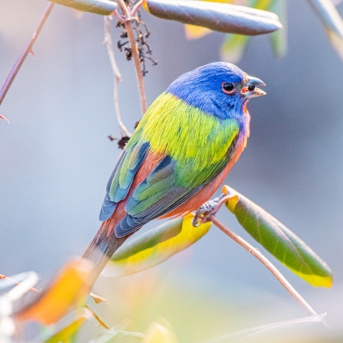 a colorful bird on a branch