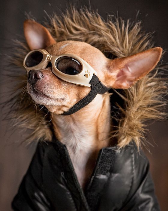 want to photograph pets wearing costumes. Here's a chihuaha wearing protective goggles and a leather bomber.