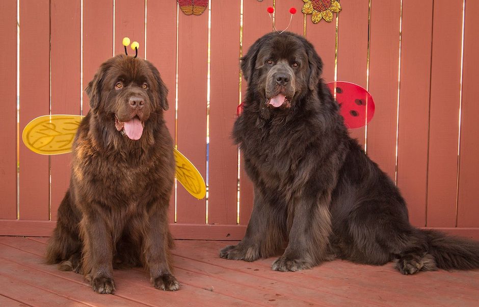 two Newfoundland dogs with wings.