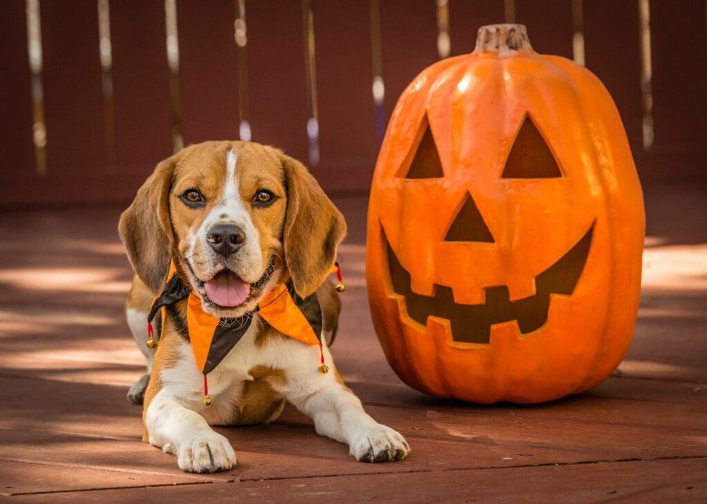 photographing pets wearing costumes—dog with court jester collar.