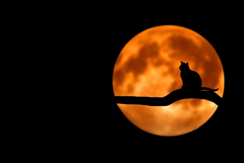 Black cat in front of moon photo