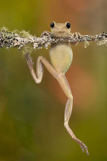 weekly photo news of camera jabber Photographer of the Year with image of Cuban tree frog,