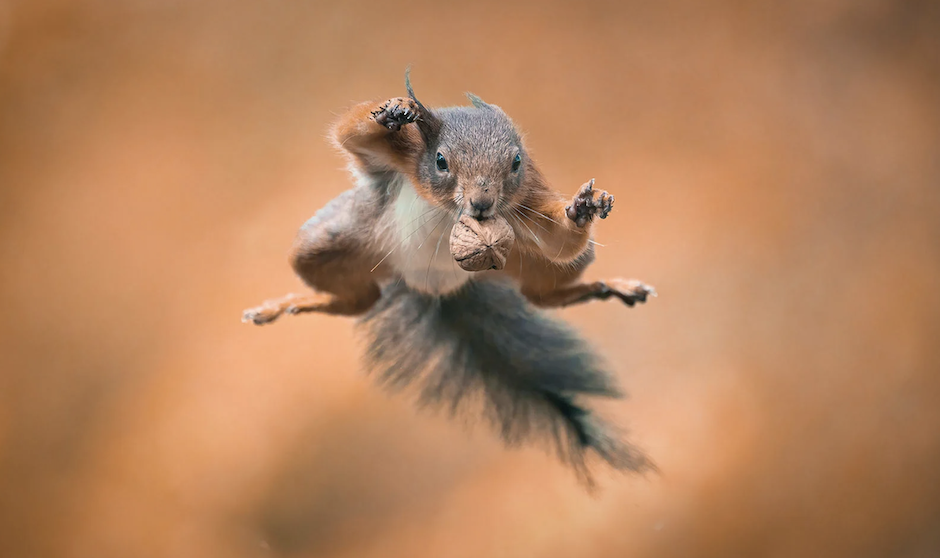 flying squirrel.