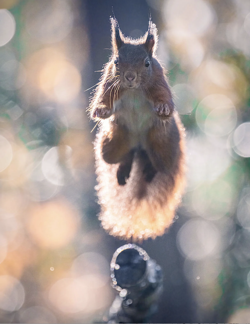 squirrel in the air as part of photo news roundup.